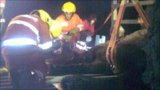 Fire crews rescue a stuck horse