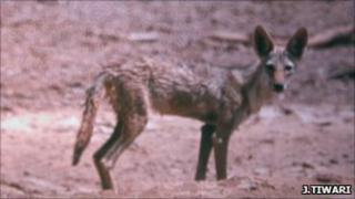 Image of what is believed to be an African wolf (Image: Jugal Tiwari/ WildCRU)
