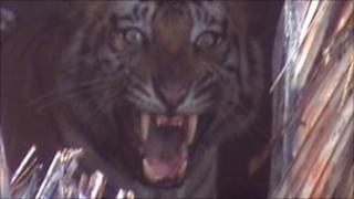 Many tigers are captured and killed by villagers