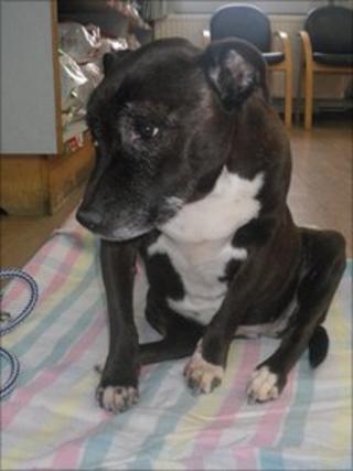 The rescued Staffordshire Bull Terrier