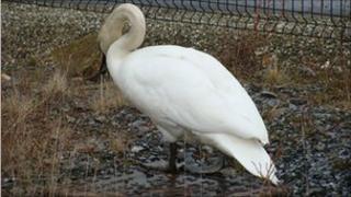Swan