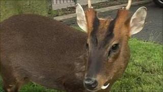 Muntjac deer