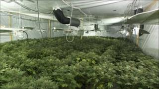 Cannabis