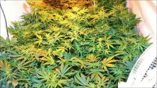 Forkhill cannabis