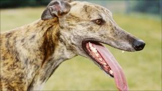 Greyhound