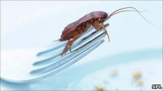 Cockroach