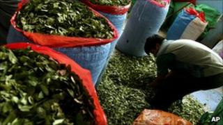 A man filling sacks with coca leaf in Bolivia, March 2007