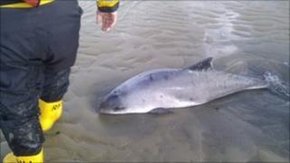 The stranded porpoise