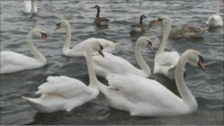 Swans on Marine Lake