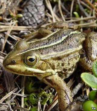 Frog (Image: PA)