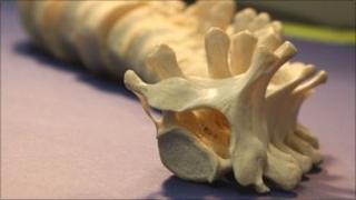 Section of spine