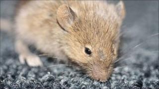 A mouse (library picture)