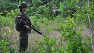 Policeman guarding a coca field during eradication efforts