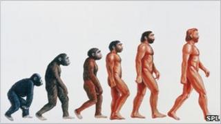 Graphic illustrating Darwin's origins of man
