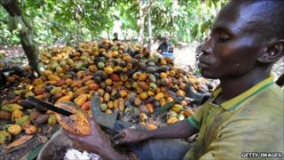 Cocoa farmer