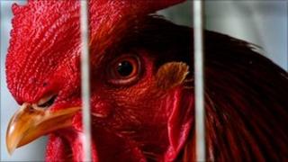 Cockerel