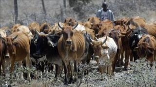 A herder with his emaciated cows in Kajiado district in 2006