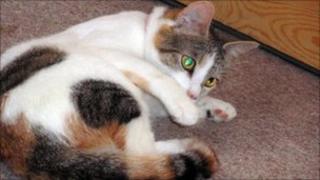 Lilly the cat