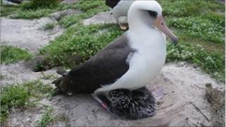 Wisdom the Laysan albatross with chick (Image: US Geological Survey)