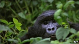 Mountain gorilla in Virunga (file photo)