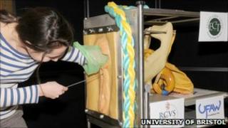 Picture credit Tracy Dewey, University of Bristol