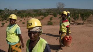 Jatropha farm workers