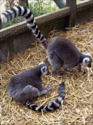 Lemurs