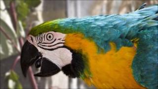 Macaw