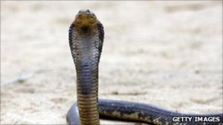 A file photo of an Egyptian cobra