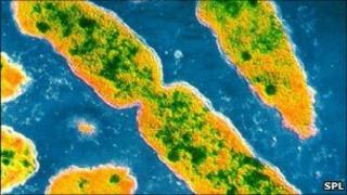 Serratia marcescens bacteria