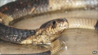 The Bronx Zoo's Egyptian cobra