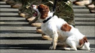 A dog from the 104 Military Working Dog Squadron