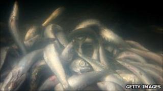 Sardines. File photo