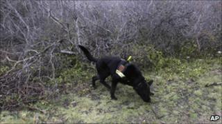 A cadaver dog searches scrubland in Oak Beach, 5 April
