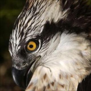Osprey