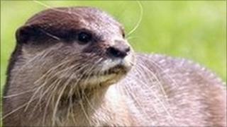 Otter