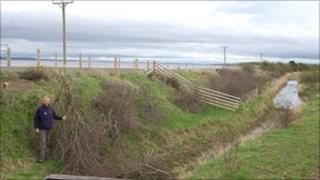 Destroyed hawthorn trees on Flintshire coastal path