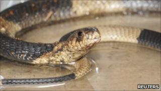 A handout photo of Mia, the Bronx Zoo cobra