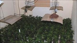 Cannabis plants