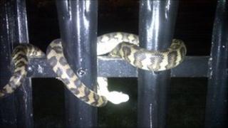 Snake curled around black gate