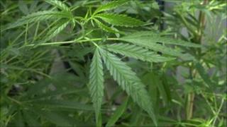 Cannabis (Library)