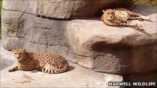 Cheetahs