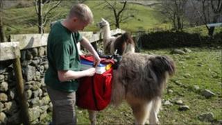 Loading eggs onto llama