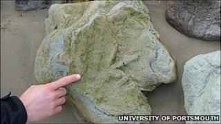 Fossil rock