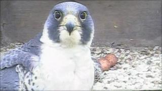 Webcam shot of peregrine falcon