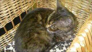 Essie the stowaway cat