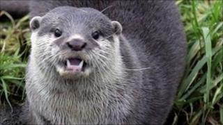 Otter