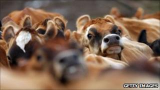 Jersey cows