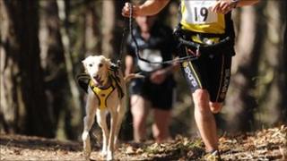 Runner with dog - generic