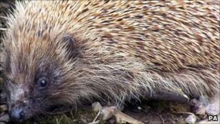 Hedgehog in a garden